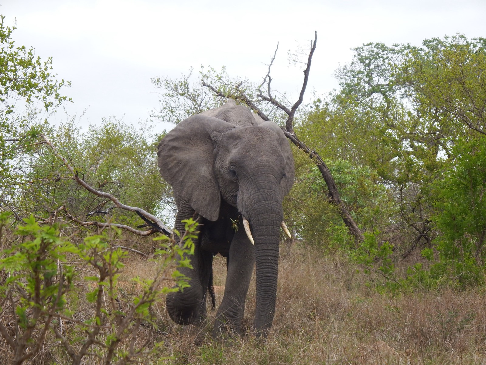 Afrikanischer Elefant läuft frontal durch das Buschland