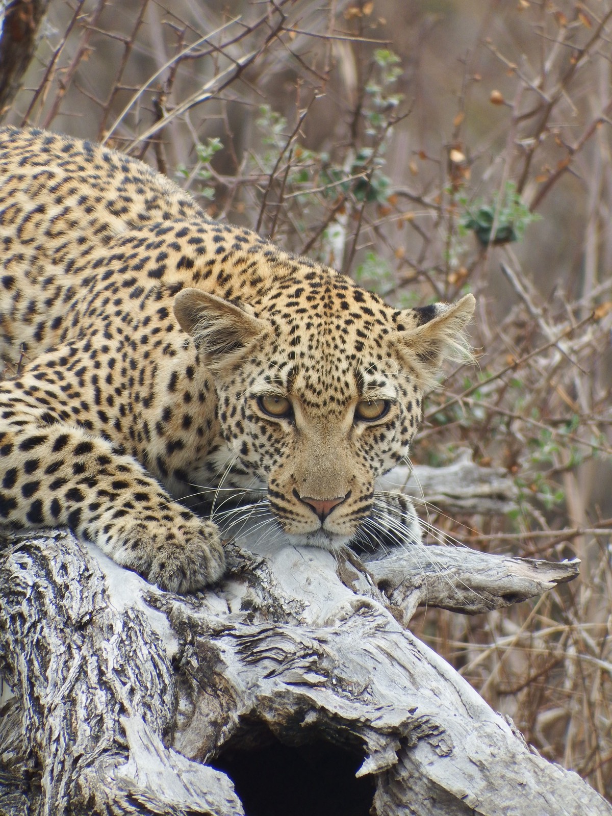 Leopard liegt auf einem abgestorbenen Baumstamm und blickt in die Kamera